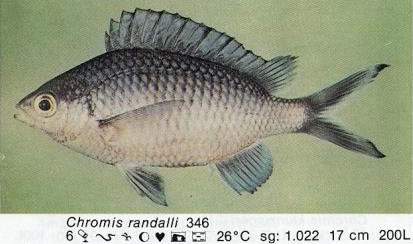 Chromis randalli